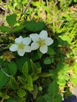 野草莓花