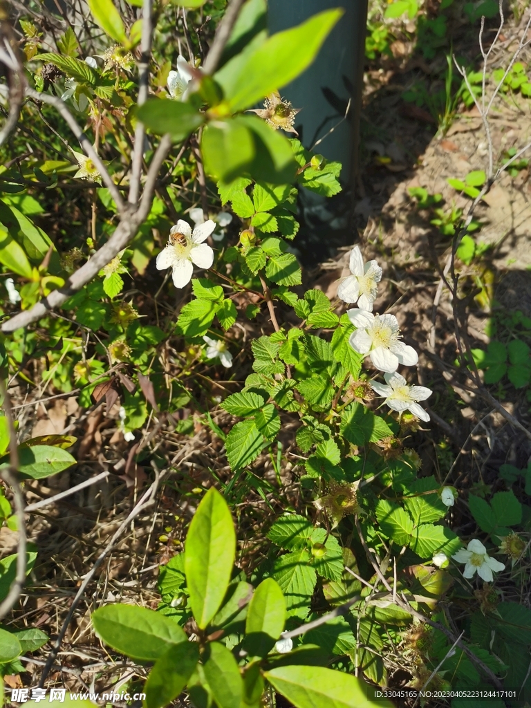 野草莓花