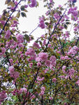 花卉