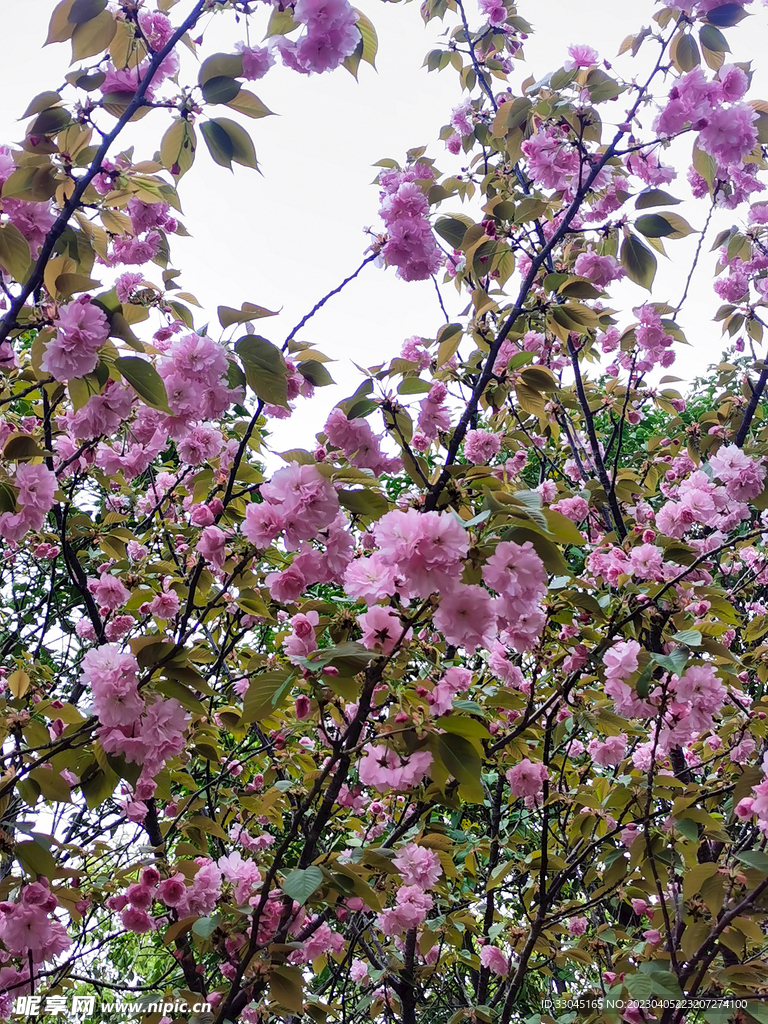 花卉