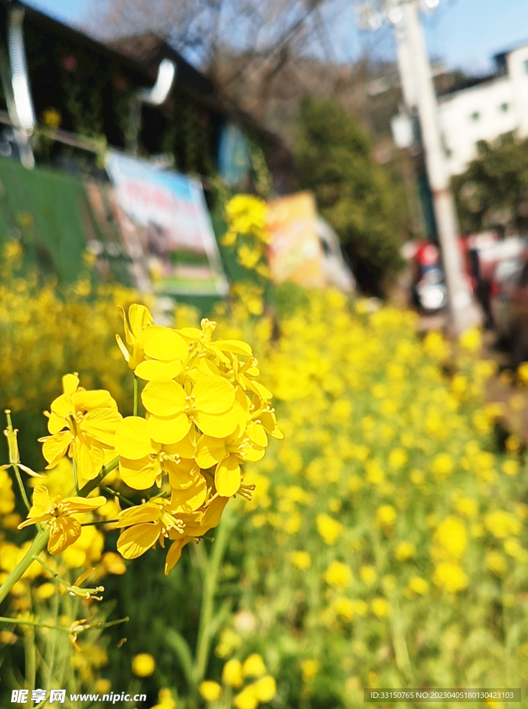 油菜花