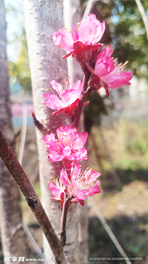 桃花