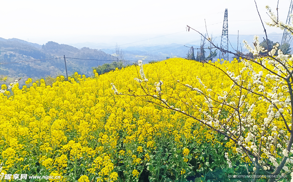 油菜花