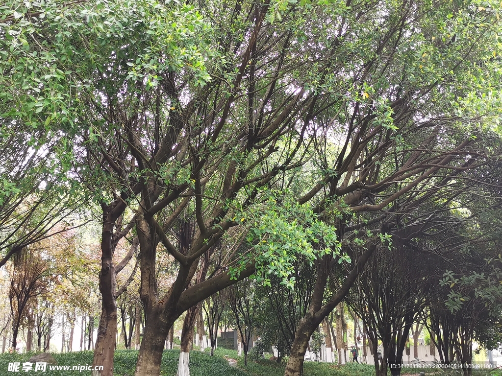 树林