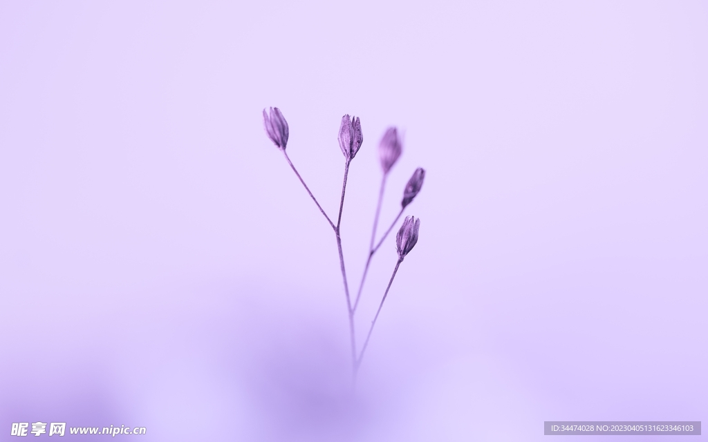 紫色花苞