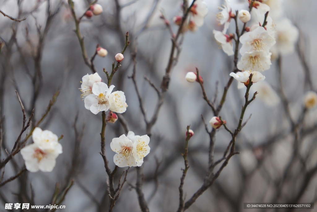 梅花
