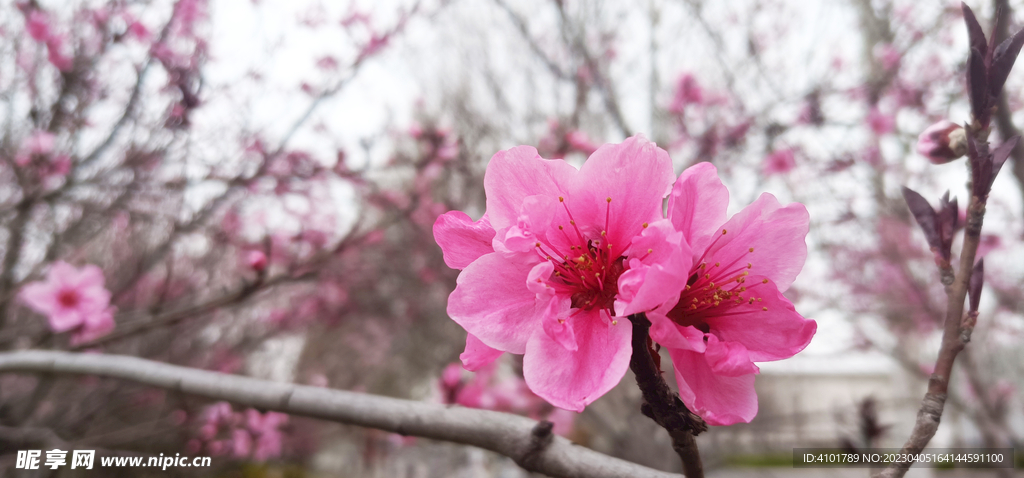 桃花特写