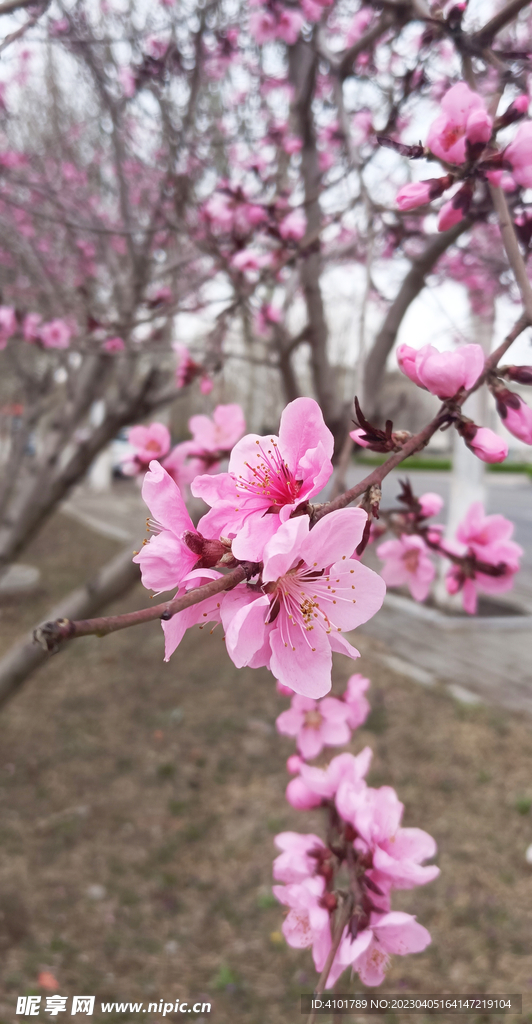 粉色桃花