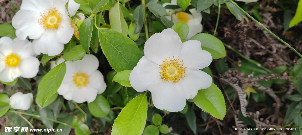 刺梨花