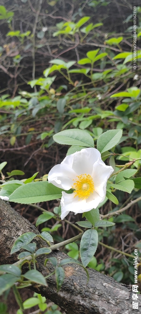 刺梨花