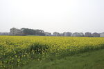 油菜花
