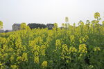 油菜花