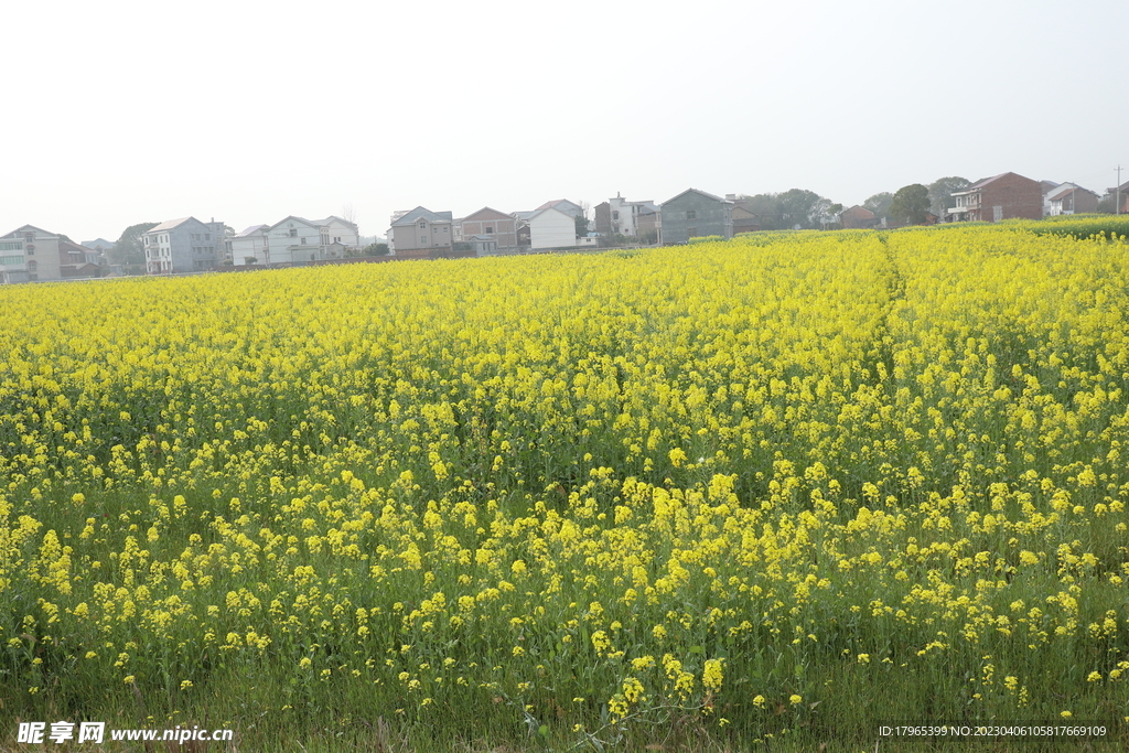 油菜花