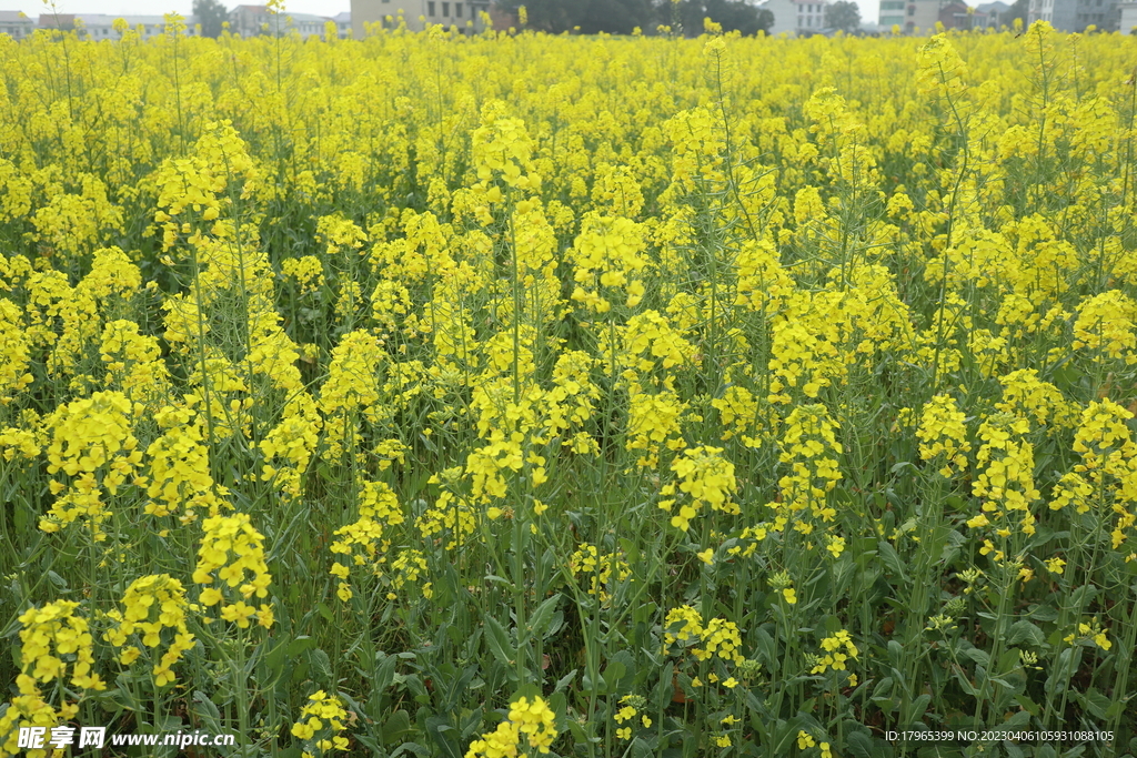 油菜花