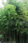 竹林