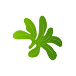 植物叶子