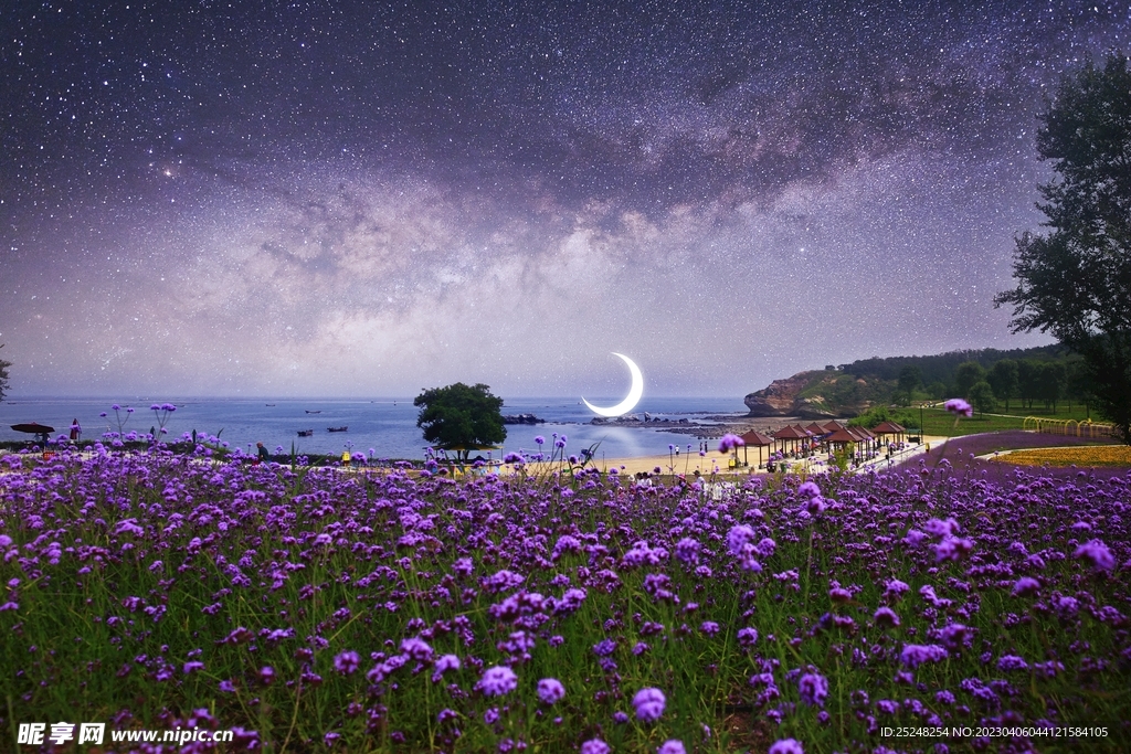 紫色花海夜景