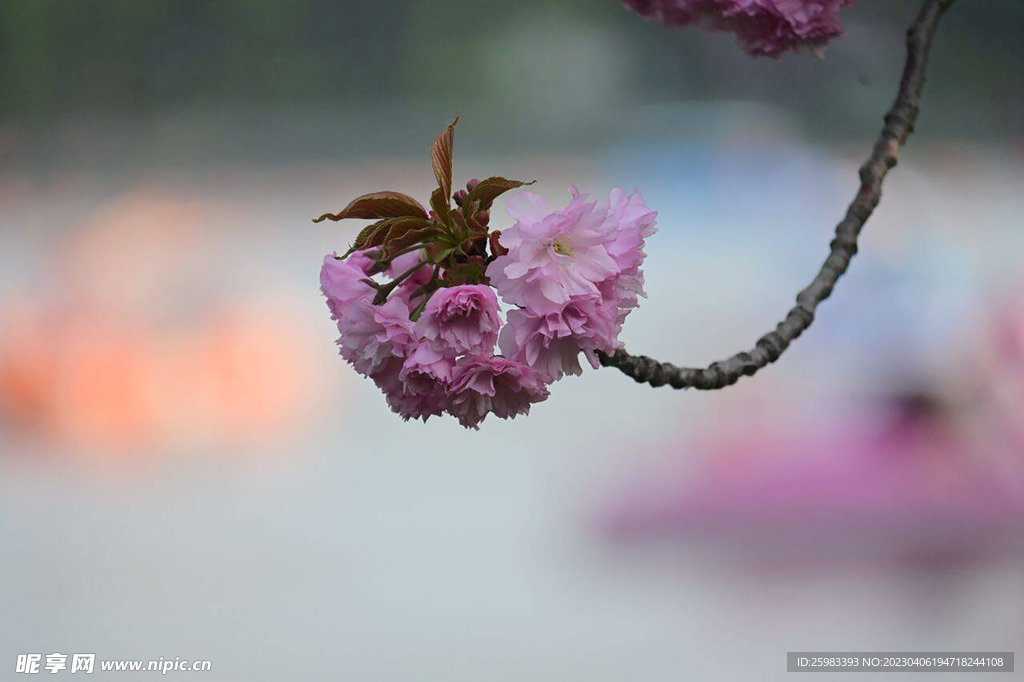 花与蜜蜂