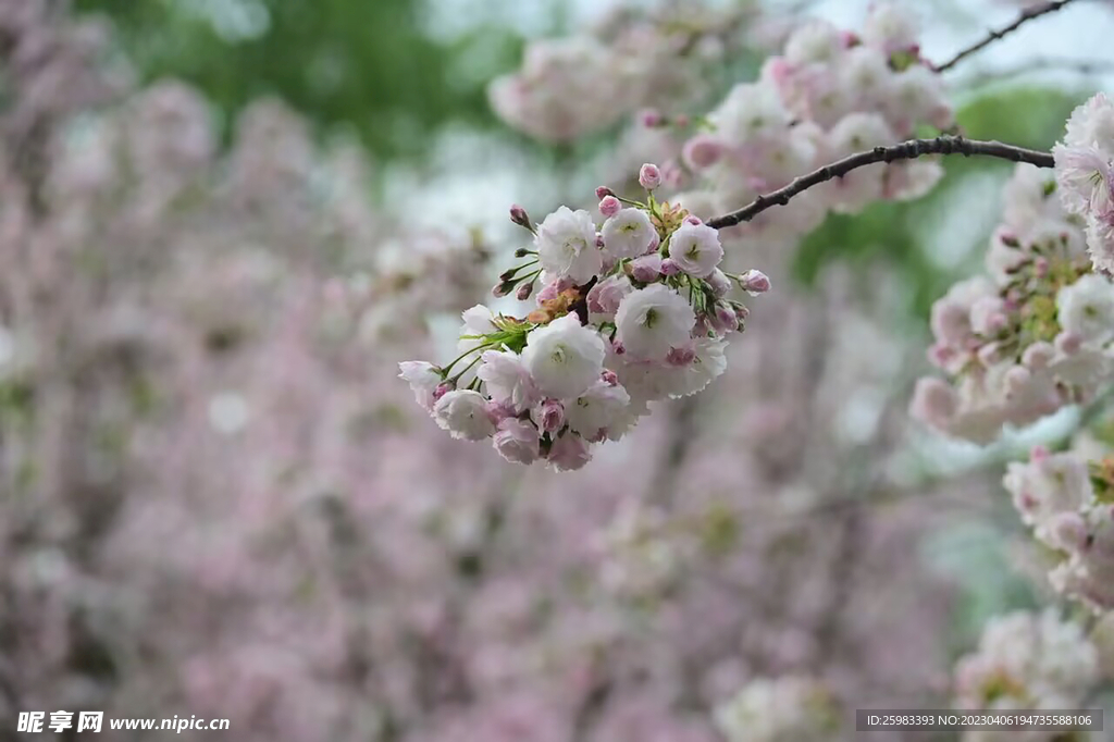 春花烂漫时