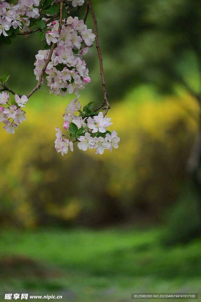 野外的花