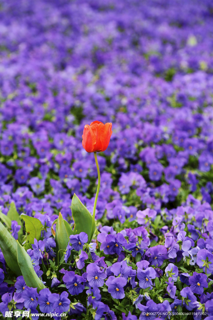 紫色花田里的红色郁金香