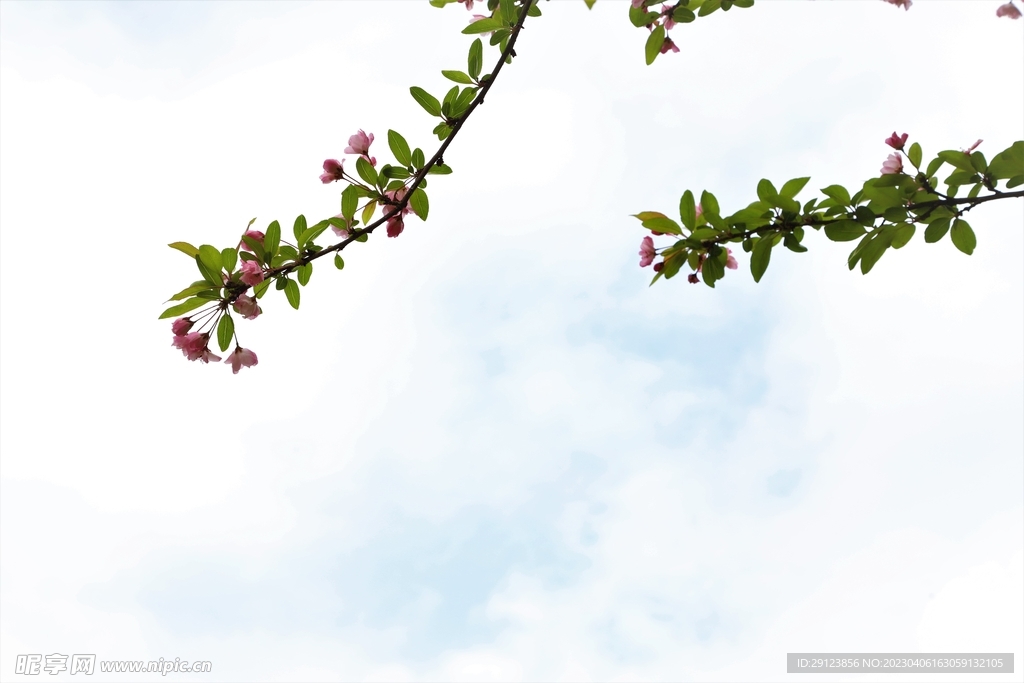花枝俏