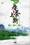 春茶上市