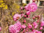 观赏花