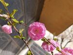 观赏花