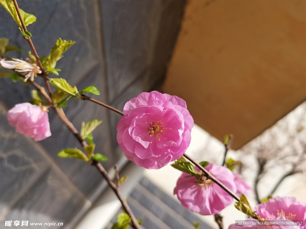 观赏花