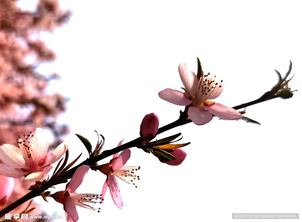 桃花