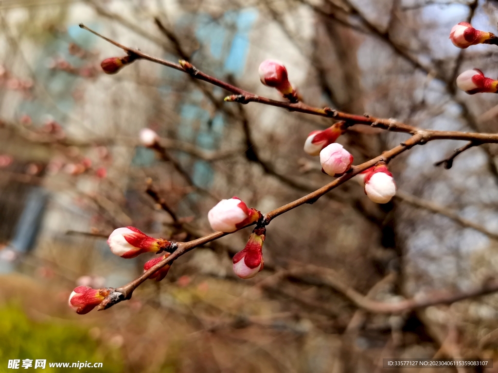 桃花