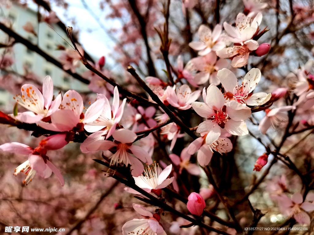 桃花