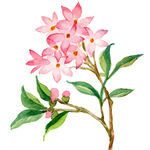 花草元素