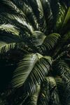 绿色叶片