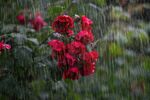 玫瑰大雨