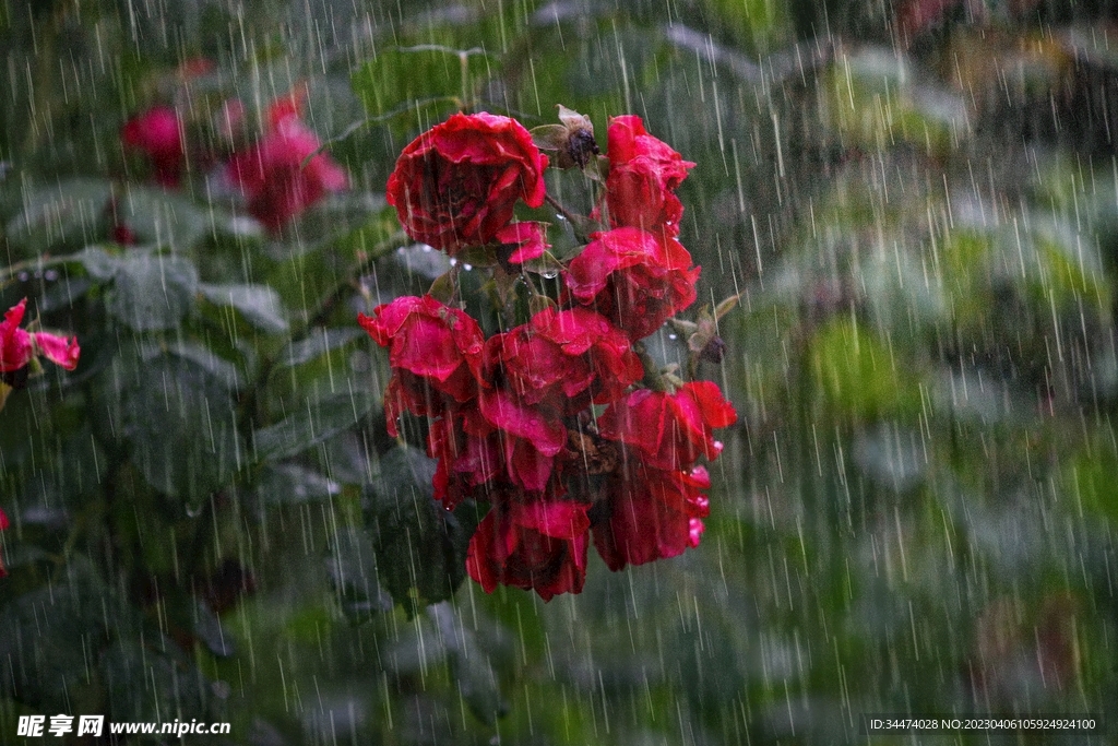 玫瑰大雨