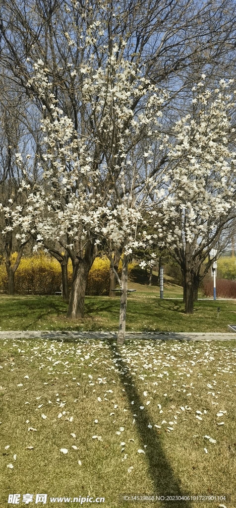 花树风景图片