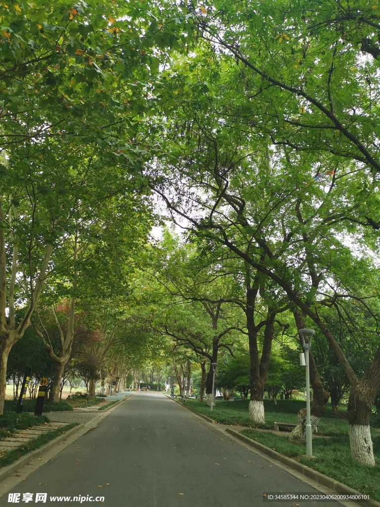 林间小道