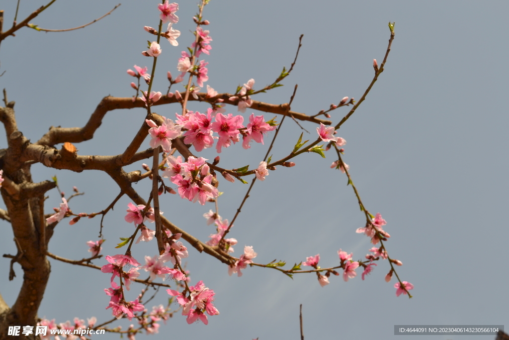 桃花