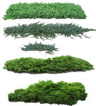 草丛 灌木图片 