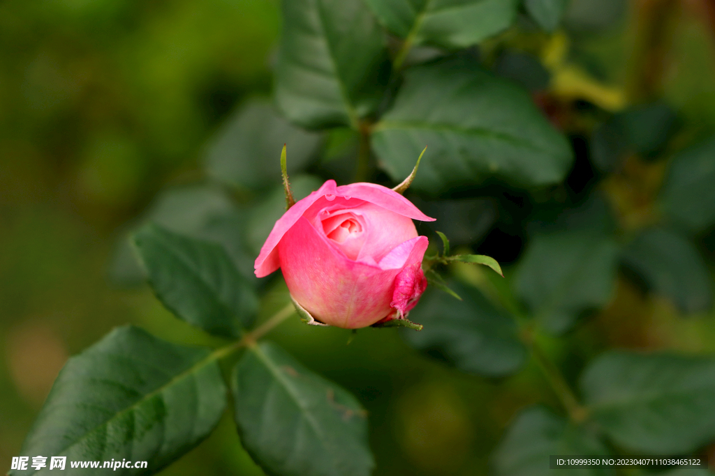 玫瑰花