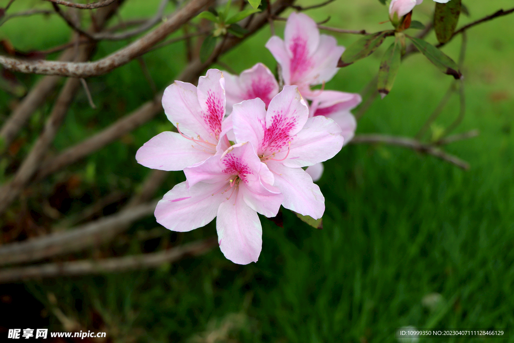 杜鹃花