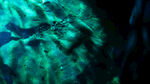 灯光打在水里