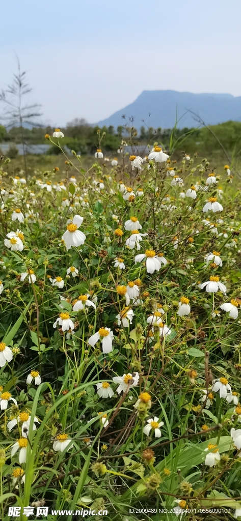 郊外的野花