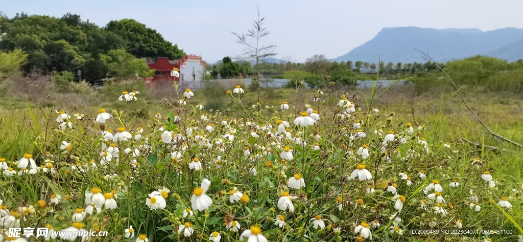 郊外的野花