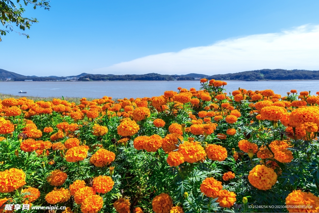 橘黄色花海