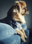 狗 