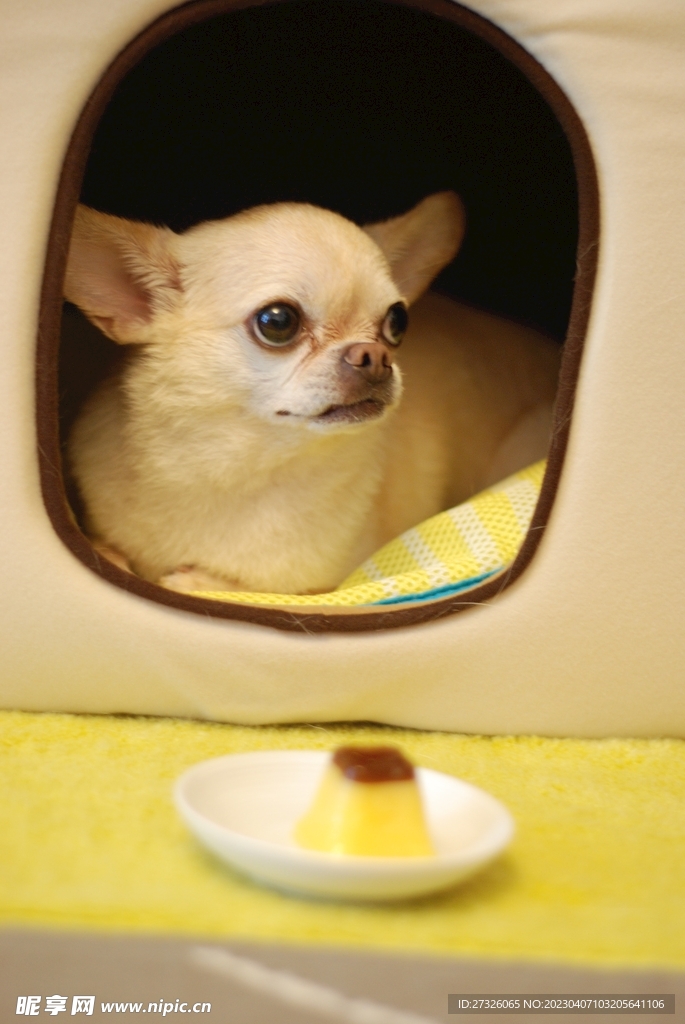狗