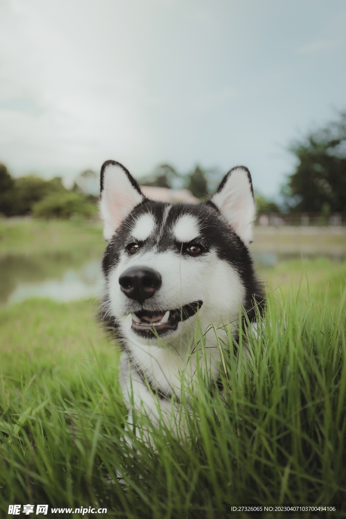 狗 